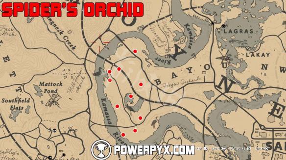 《荒野大镖客2》全稀有花朵位置地图标注 稀有花朵在哪里？ 13