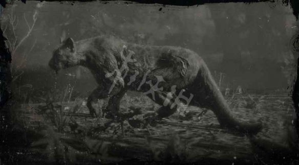 《荒野大镖客2》山狮在哪里 传奇山狮位置分享 1