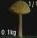 人渣SCUM怎么区分毒蘑菇 人渣SCUM可食用蘑菇以及毒蘑菇一览 9